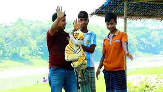 new tiger prank with Best Reaction 2022 || try to not laugh challenge | @Ting Fun Prank...