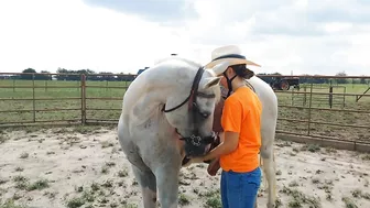 The Treat Stretch - Groundwork for connection and flexibility