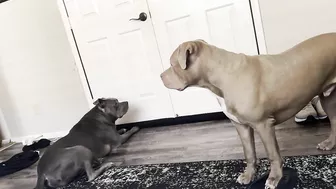 Pitbull Brothers Crying To See The Maintenence Man Are Too Funny!