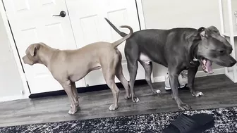 Pitbull Brothers Crying To See The Maintenence Man Are Too Funny!