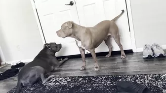 Pitbull Brothers Crying To See The Maintenence Man Are Too Funny!