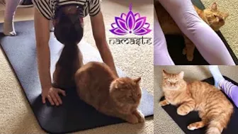 Yoga Mat Cat