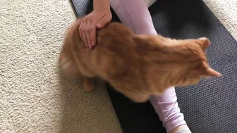 Yoga Mat Cat