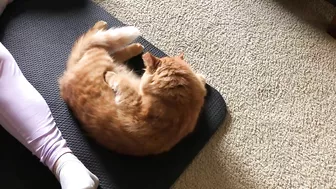 Yoga Mat Cat