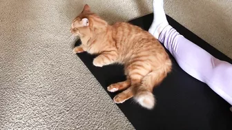 Yoga Mat Cat