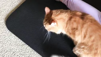 Yoga Mat Cat