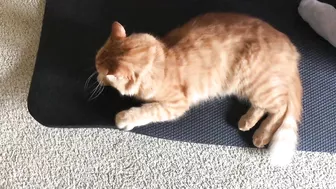 Yoga Mat Cat