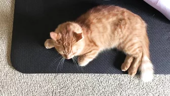 Yoga Mat Cat