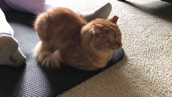 Yoga Mat Cat