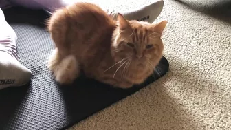 Yoga Mat Cat