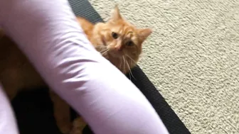 Yoga Mat Cat