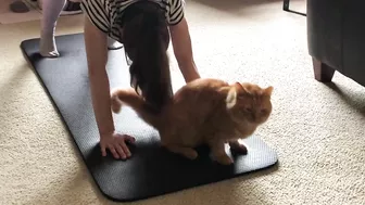 Yoga Mat Cat