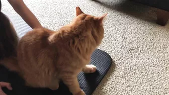 Yoga Mat Cat