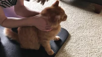 Yoga Mat Cat