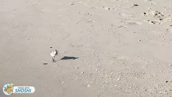 Best beach in New Jersey - Cape May