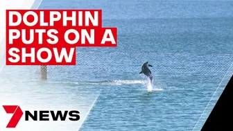 Dolphin swimming inside the Ramsgate Beach swimming baths | 7NEWS