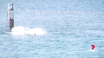 Dolphin swimming inside the Ramsgate Beach swimming baths | 7NEWS