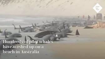 Hundreds of whales stranded on a beach in Australia