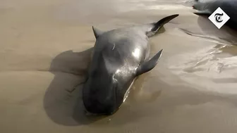 Hundreds of whales stranded on a beach in Australia