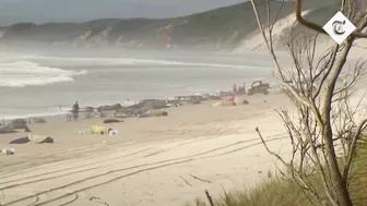 Hundreds of whales stranded on a beach in Australia