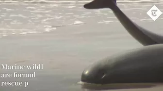 Hundreds of whales stranded on a beach in Australia