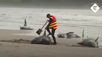 Hundreds of whales stranded on a beach in Australia