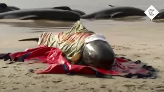 Hundreds of whales stranded on a beach in Australia