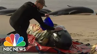 Rescuers Race To Save Around 230 Whales Stranded On Tasmanian Beach