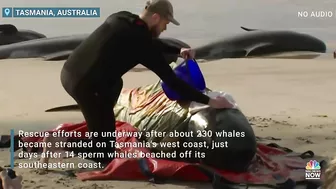 Rescuers Race To Save Around 230 Whales Stranded On Tasmanian Beach