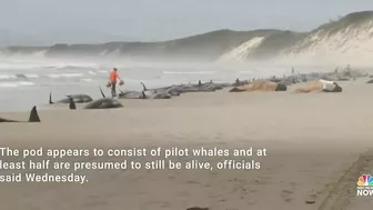 Rescuers Race To Save Around 230 Whales Stranded On Tasmanian Beach