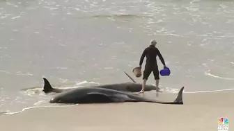 Rescuers Race To Save Around 230 Whales Stranded On Tasmanian Beach