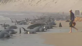 Hundreds of whales stranded on Australian beach