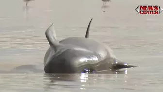 Hundreds of whales stranded on Australian beach