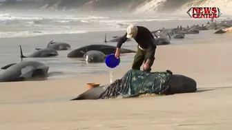 Hundreds of whales stranded on Australian beach