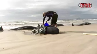 Hundreds of whales stranded on Australian beach