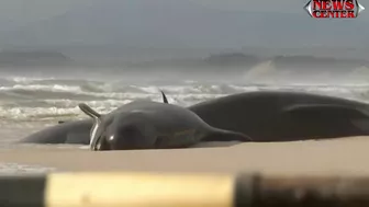 Hundreds of whales stranded on Australian beach