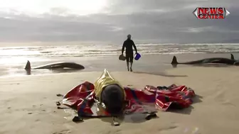 Hundreds of whales stranded on Australian beach