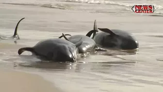 Hundreds of whales stranded on Australian beach