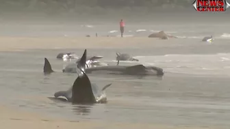 Hundreds of whales stranded on Australian beach