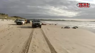 Hundreds of whales stranded on Australian beach