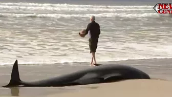 Hundreds of whales stranded on Australian beach