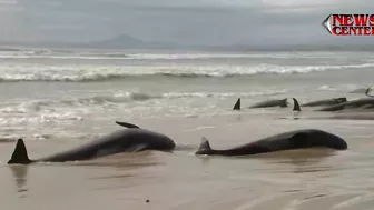 Hundreds of whales stranded on Australian beach