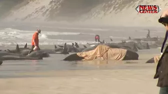 Hundreds of whales stranded on Australian beach