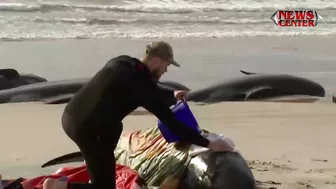 Hundreds of whales stranded on Australian beach