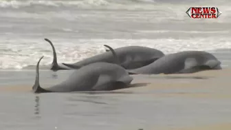 Hundreds of whales stranded on Australian beach