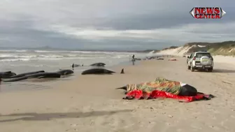 Hundreds of whales stranded on Australian beach