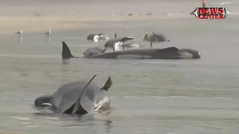 Hundreds of whales stranded on Australian beach