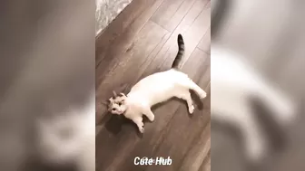 Cute and Funny Cat Videos Compilation - Cute Hub