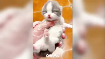 Cute and Funny Cat Videos Compilation - Cute Hub