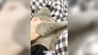 Cute and Funny Cat Videos Compilation - Cute Hub